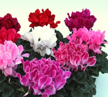 Цикламен персидский (Cyclamen persicum) Цикламен персидский (Cyclamen persicum)
