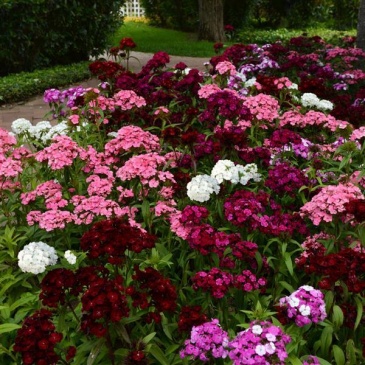 Гвоздика турецкая (Dianthus barbatus)