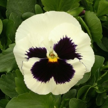 Виола виттрока (Viola x wittrockiana)