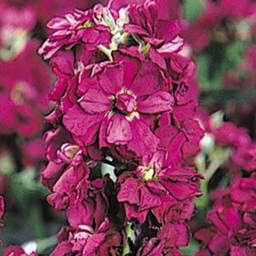Левкой седой (Matthiola incana)