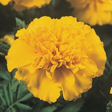Бархатцы отклоненные (Tagetes patula)