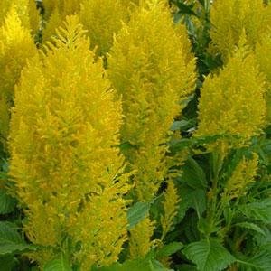Целозия метельчатая (Celosia plumosa)
