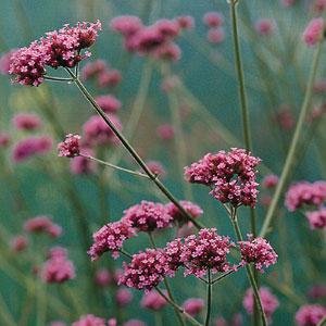 Вербена буэнос-айресская (Verbena bonariensis) Вербена буэнос-айресская (Verbena bonariensis)