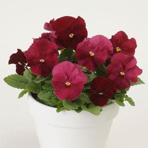 Виола виттрока (Viola wittrockiana)
