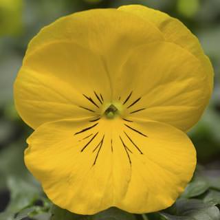 Виола Виттрока (Viola wittrockiana) Виола Виттрока (Viola wittrockiana)