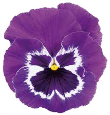 Виола Виттрока (Viola wittrockiana)
