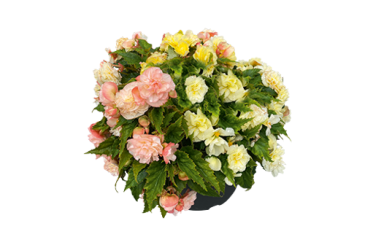 Бегония клубневая махровая ампельная (Begonia tuberhybrida) Бегония клубневая махровая ампельная (Begonia tuberhybrida)
