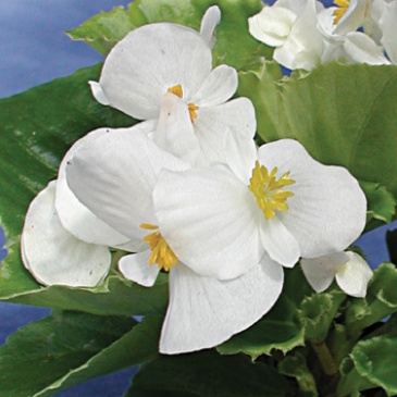 Бегония вечноцветущая (зеленая листва) (Begonia semperflorens)