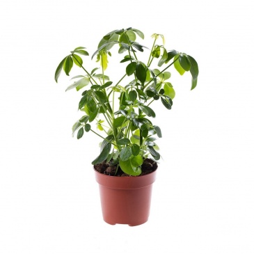 Шеффлера древовидная (Schefflera arboricola)