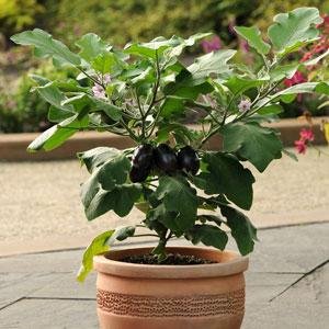 Баклажан (Solanum melongena) Баклажан (Solanum melongena)