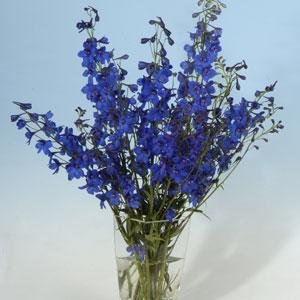Дельфиниум высокий (Delphinium elatum) Дельфиниум высокий (Delphinium elatum)