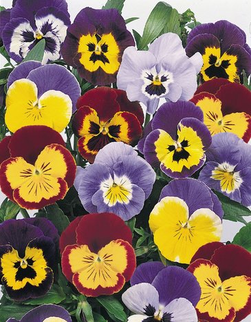 Виола виттрока (Viola wittrockiana) Виола виттрока (Viola wittrockiana)