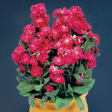 Левкой седой (Matthiola incana)
