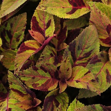 Колеус гибридный (Coleus х hybrida)