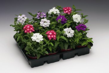 Вербена гибридная (Verbena hybrida)