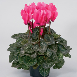 Цикламен персидский (Cyclamen persicum)
