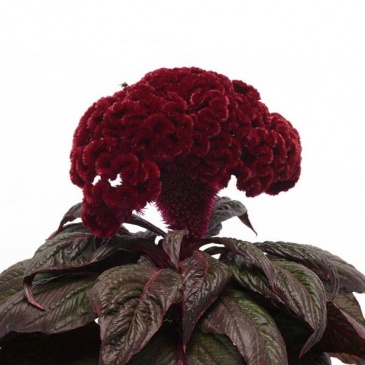 Целозия гребенчатая (Celosia cristata)