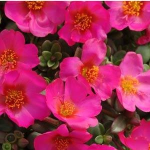 Портулак огородный (Portulaca oleracea)