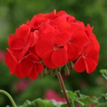 Герань (пеларгония садовая) (Pelargonium x hortorum)