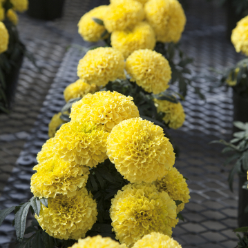 Бархатцы прямостоячие (Tagetes erecta) Бархатцы прямостоячие (Tagetes erecta)