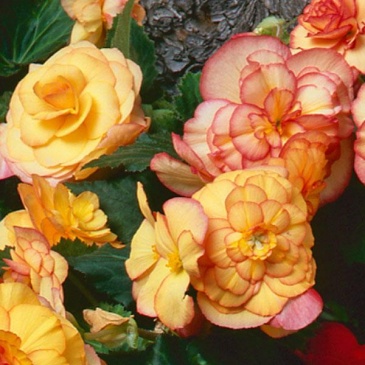 Бегония клубневая махровая (Begonia tuberhybrida)