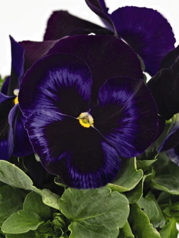 Виола виттрока (Viola wittrockiana) Виола виттрока (Viola wittrockiana)