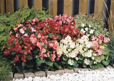 Бегония вечноцветущая (зеленая и бронзовая листва) (Begonia semperflorens)