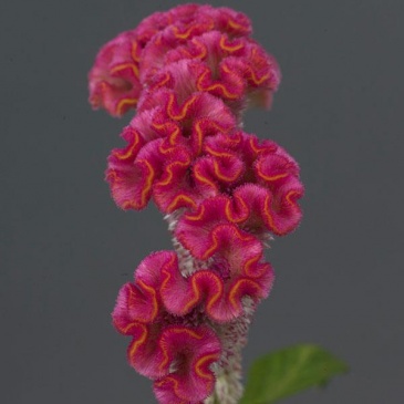 Целозия гребенчатая (Celosia cristata)