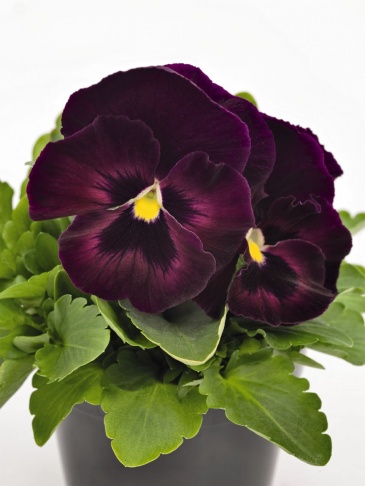 Виола виттрока (Viola wittrockiana) Виола виттрока (Viola wittrockiana)
