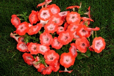 Петуния ампельная гибридная (Petunia x hybrida)