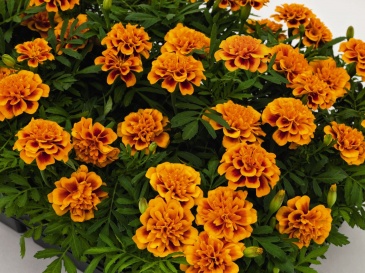 Бархатцы отклоненные (Tagetes patula) Бархатцы отклоненные (Tagetes patula)