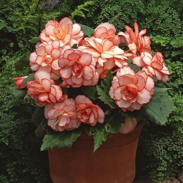 Бегония клубневая махровая (Begonia tuberhybrida) Бегония клубневая махровая (Begonia tuberhybrida)