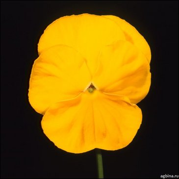 Виола Виттрока (Viola wittrockiana)