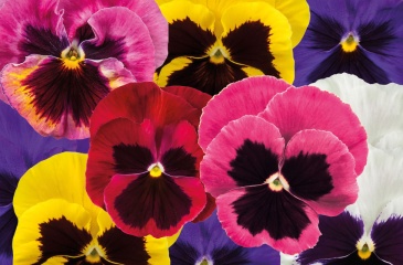 Виола Виттрока (Viola wittrockiana)