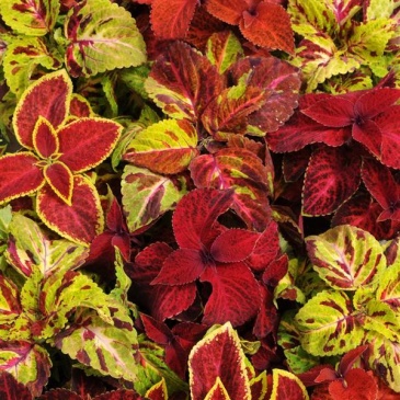 Колеус гибридный (Coleus х hybrida) Колеус гибридный (Coleus х hybrida)