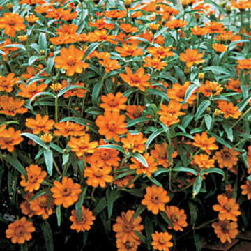 Цинния узколистная (Хаге) (Zinnia angustifolia (haageana))