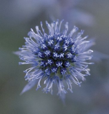 Синеголовник плосколистный (Eryngium planum)