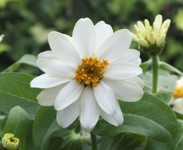 Цинния изящная (Zinnia elegans) Цинния изящная (Zinnia elegans)