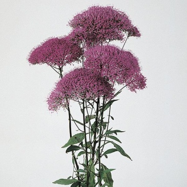 Трахелиум синий (Trachelium caeruleum)