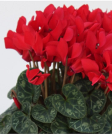 Цикламен персидский (Cyclamen persicum)