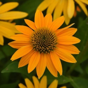 Эхинацея гибридная (Echinacea purpurea) Эхинацея гибридная (Echinacea purpurea)