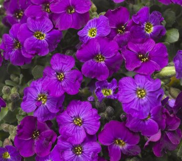 Аубриета гибридная (Aubrieta hybrida)