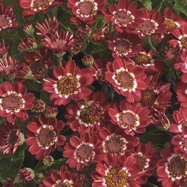 Цинерария гибридная (Pericallis cruenta)