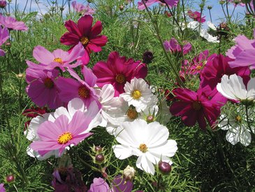 Космея дваждыперистая (Cosmos bipinnatus)