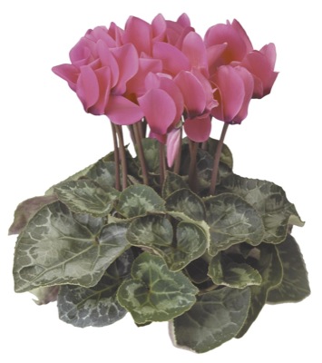 Цикламен персидский (Cyclamen persicum)