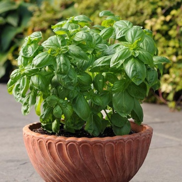 Базилик благородный (Ocimum basilicum) Базилик благородный (Ocimum basilicum)