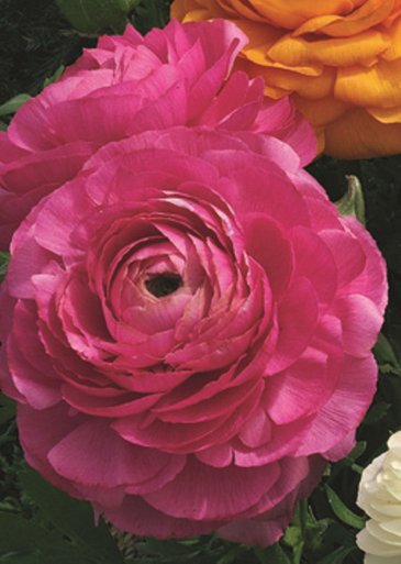 Лютик азиатский (Ranunculus asiaticus)