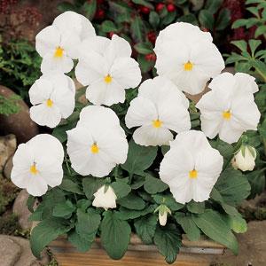 Виола виттрока (Viola wittrockiana) Виола виттрока (Viola wittrockiana)