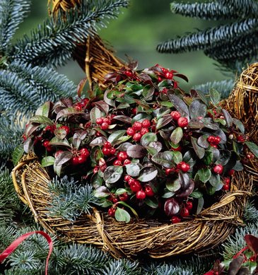 Гаультерия лежачая (Gaultheria procumbens)
