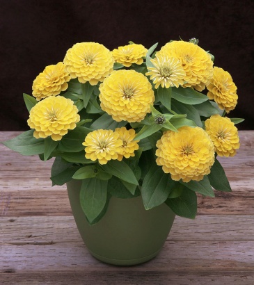 Цинния изящная (Zinnia elegans) Цинния изящная (Zinnia elegans)